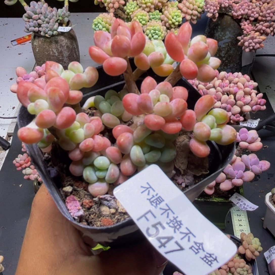 鱼子酱547/8cm多肉