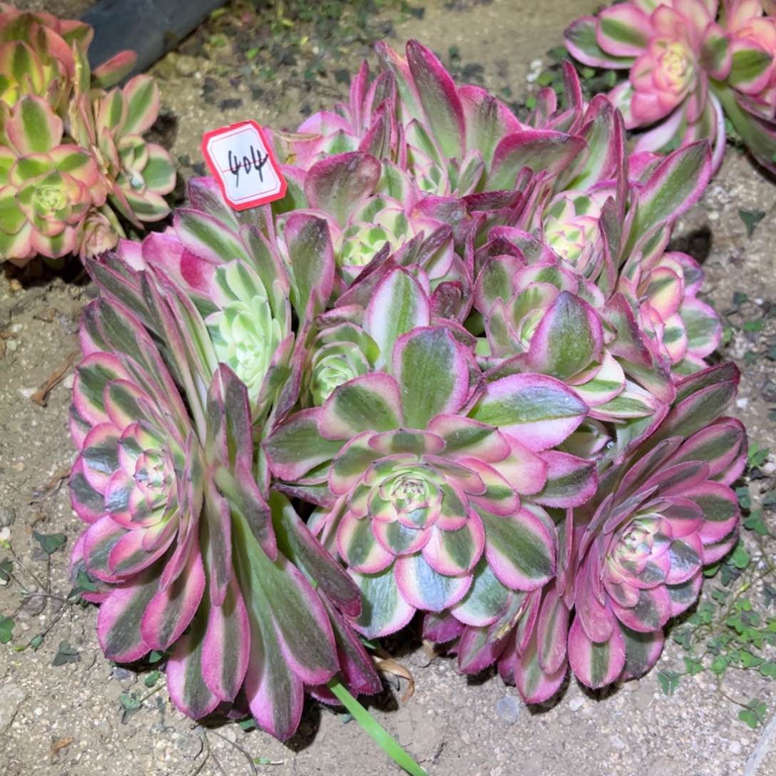 404多肉植物倾城