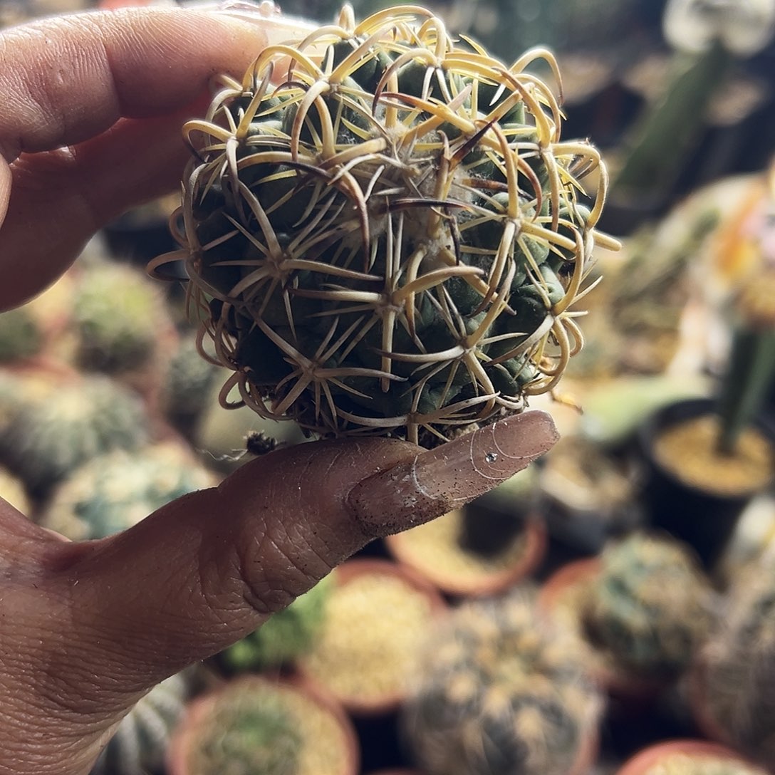 钢钉仙人球11111111