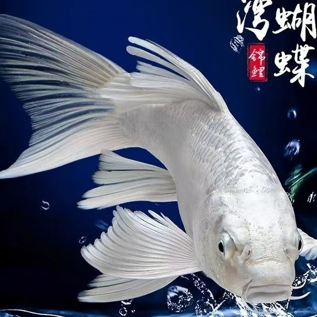 新齐宠物-台湾正宗精品蝴蝶鲤