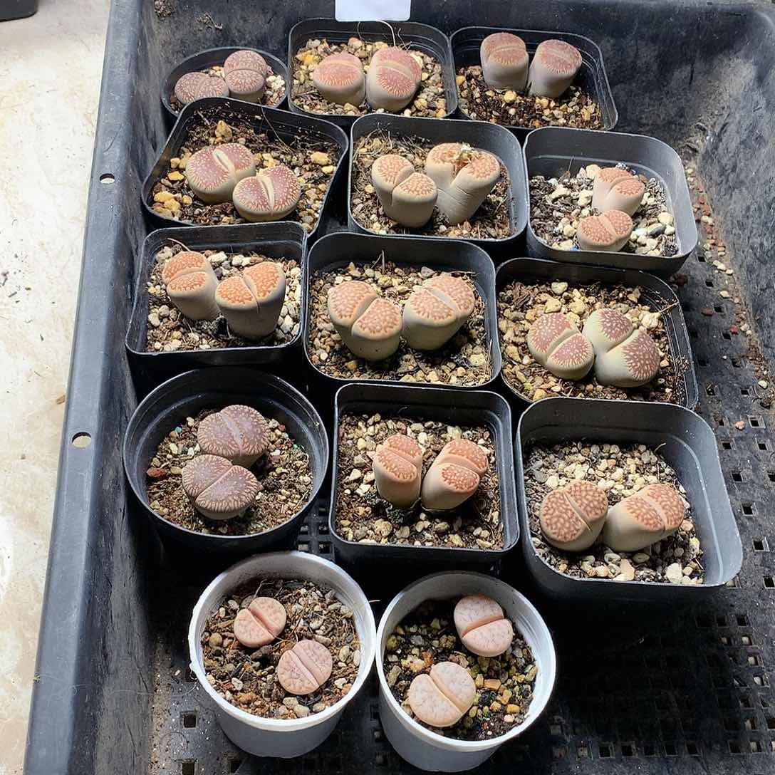 Y****首A27多肉植物保护研究所