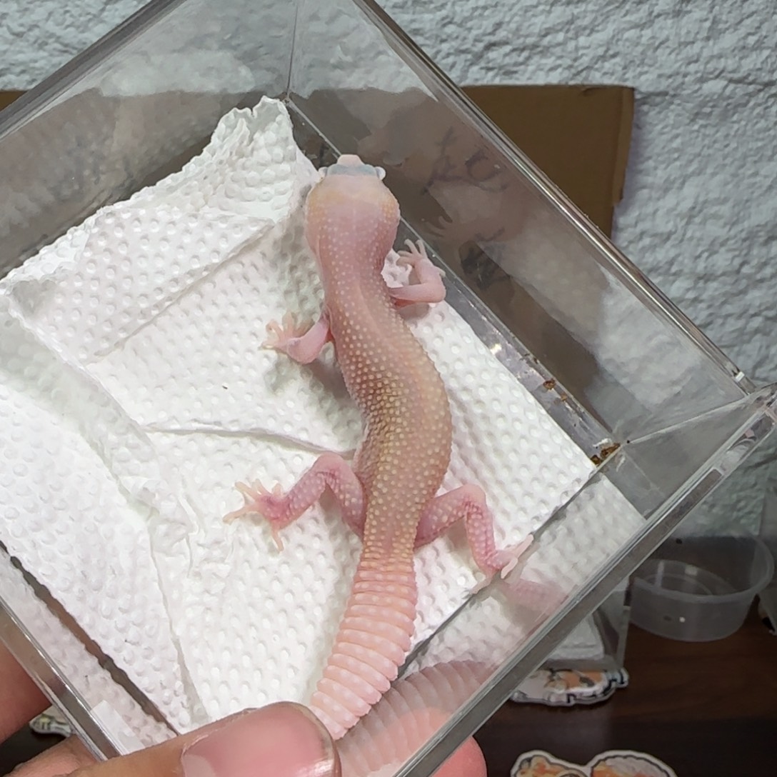 豹纹守宫无纹红眼暴龙妹妹