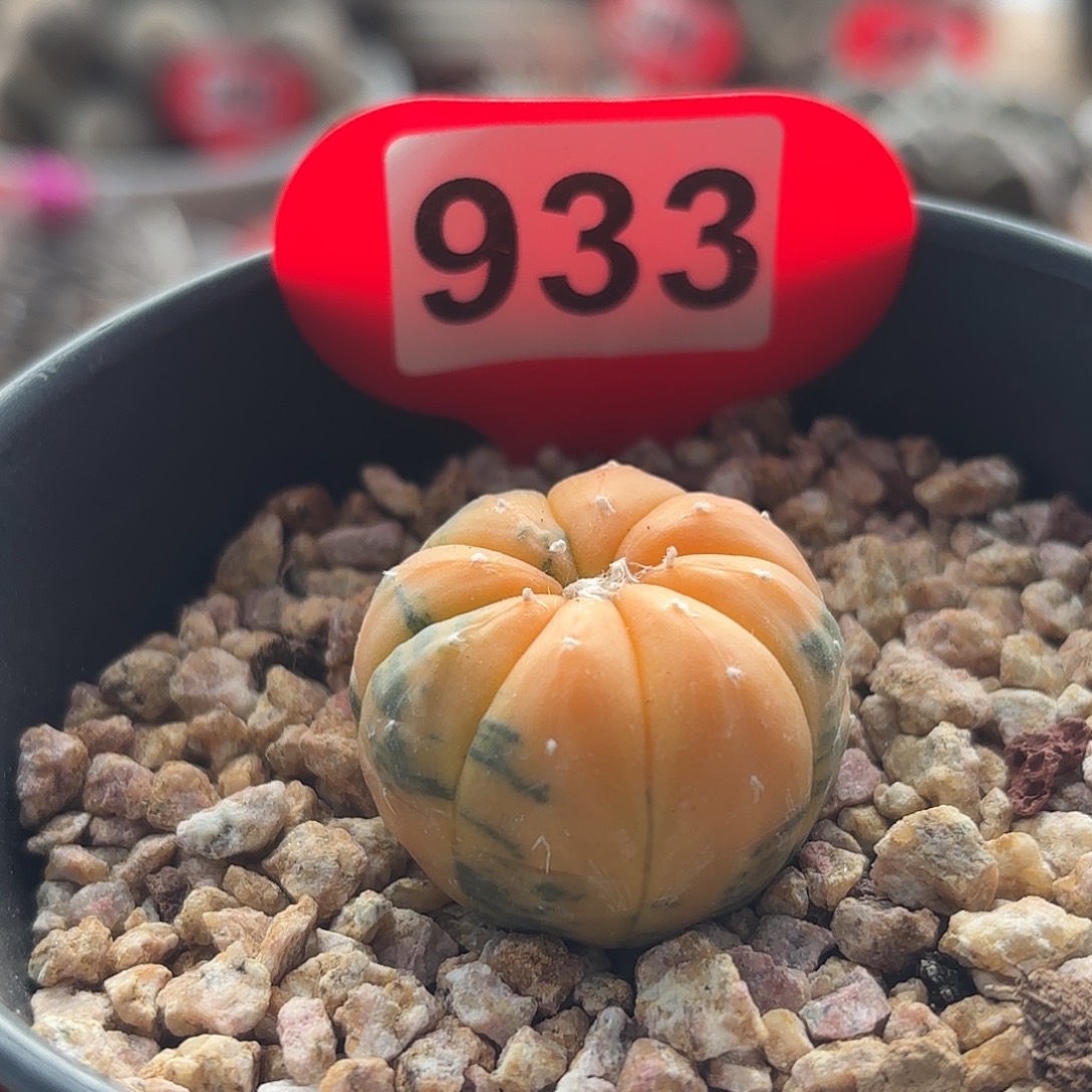 仙人球实生仙人球兜锦