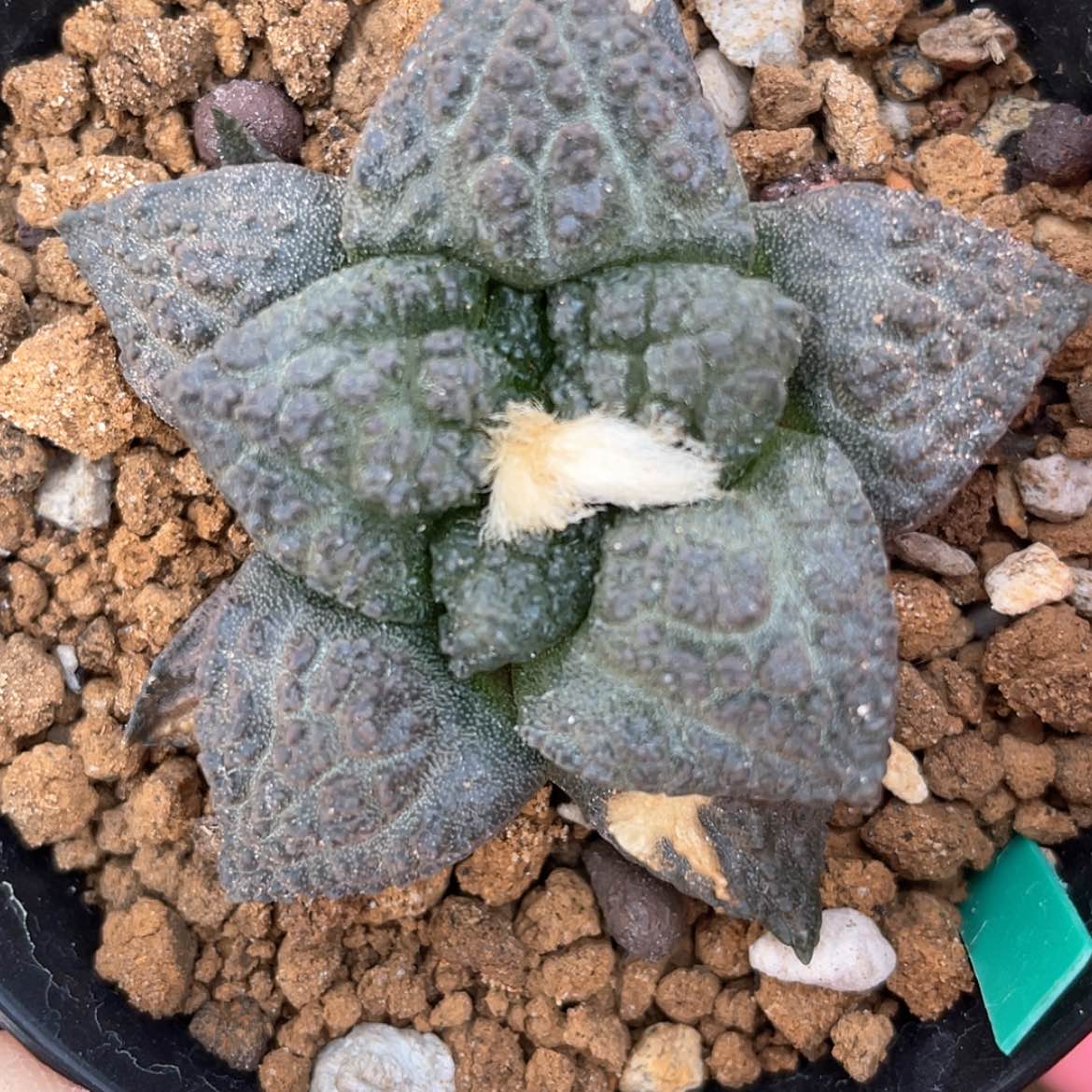 【闪购商品】实生龟甲