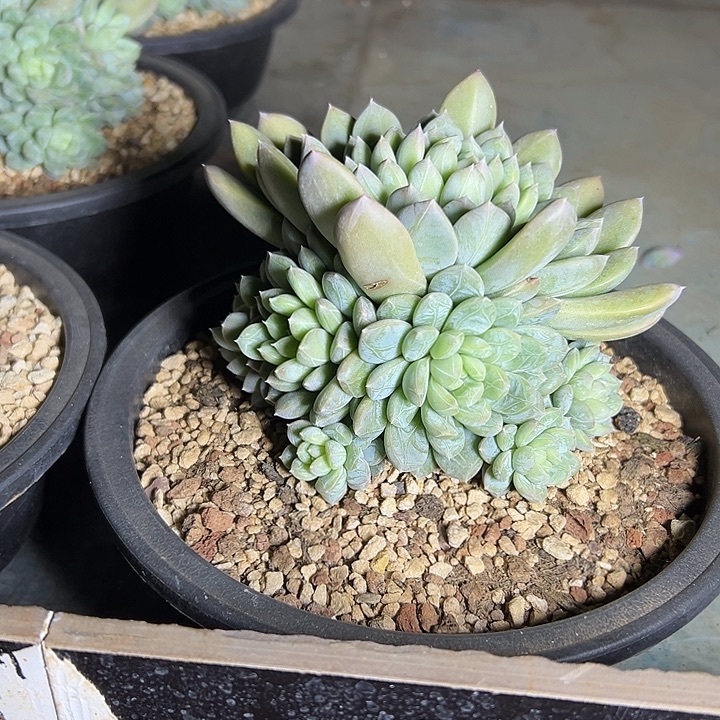 百达翡翠群生手捧多肉