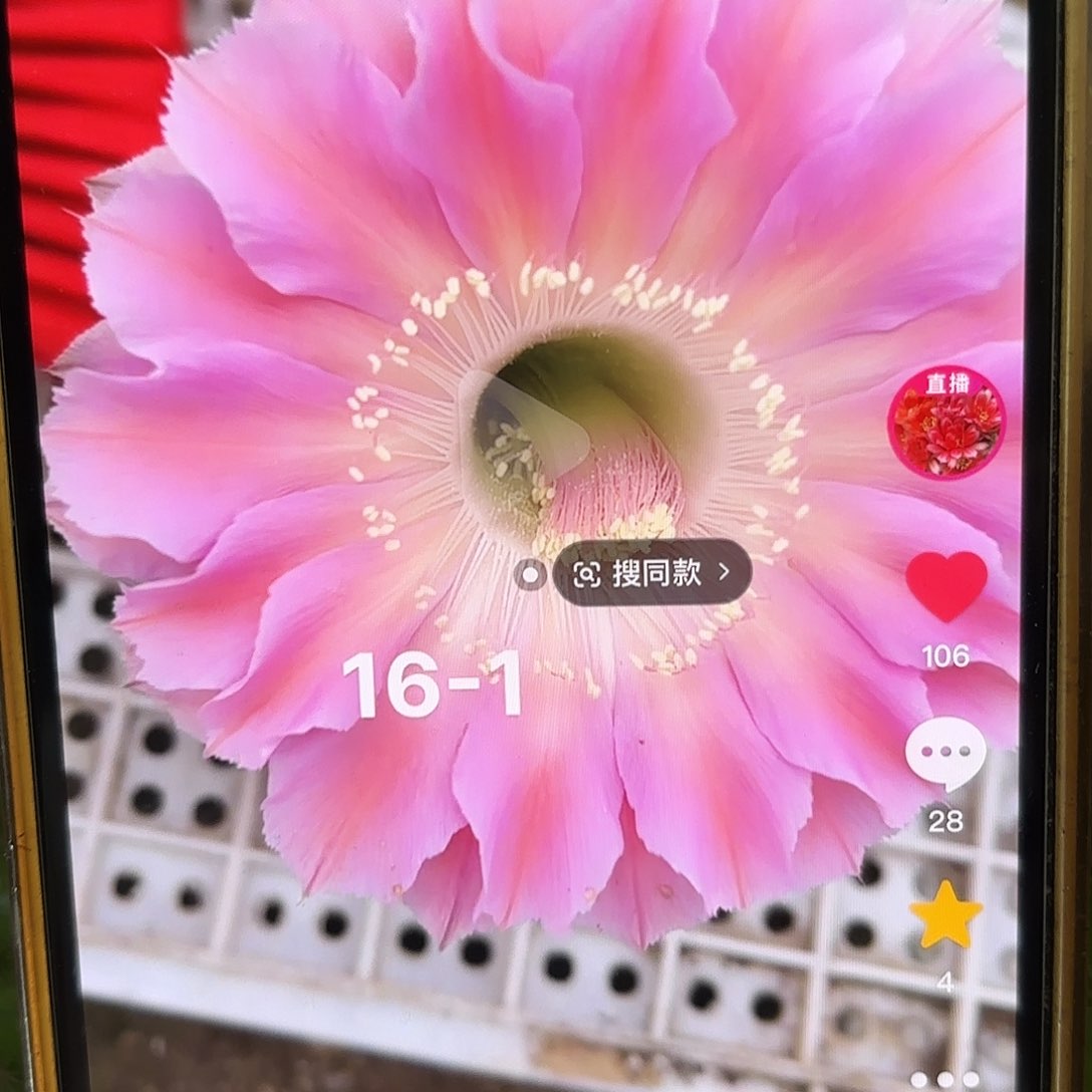 16-1彩瑕疵干仙人球侧牙20包邮17