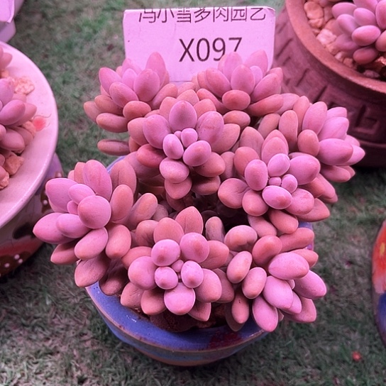 我是第一百个为妖刀应援