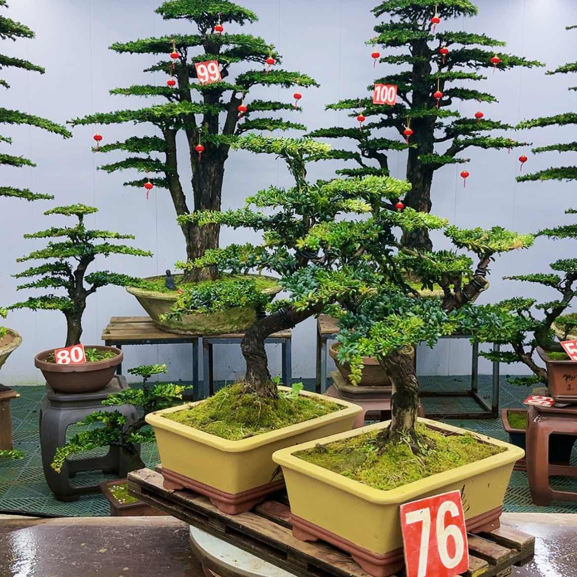 【闪购商品】罗汉松盆景艺术的发展