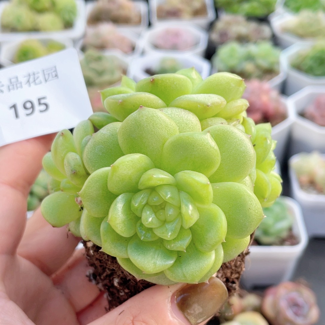 195号糖心冰心珍妮