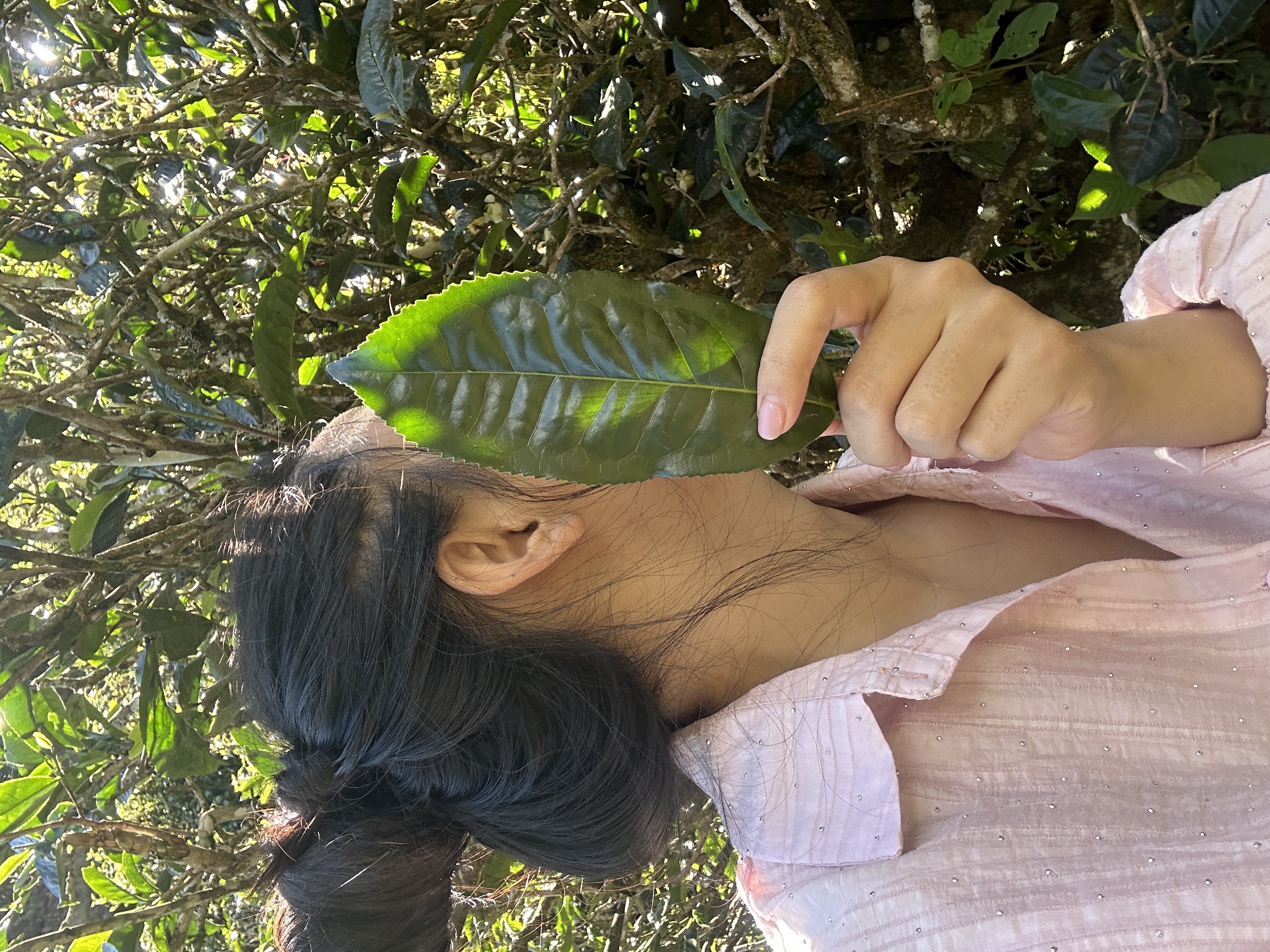 原始种母本一代 油皮茶 大古树 生茶357克饼