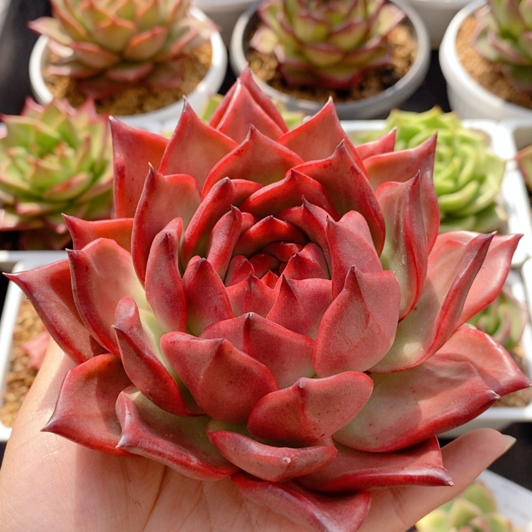 钻石贝拉213号东云系多肉植物