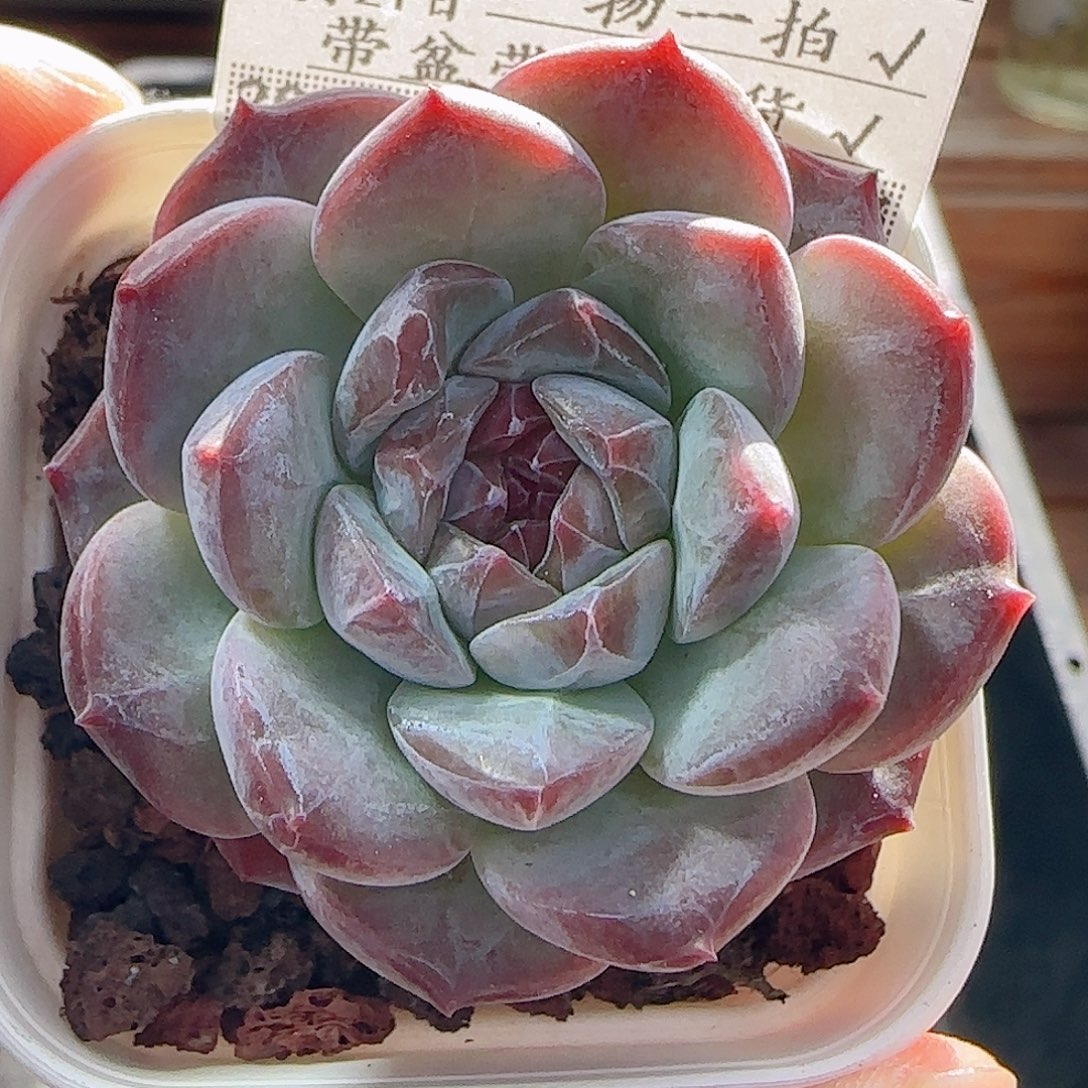多肉0921--104糖心