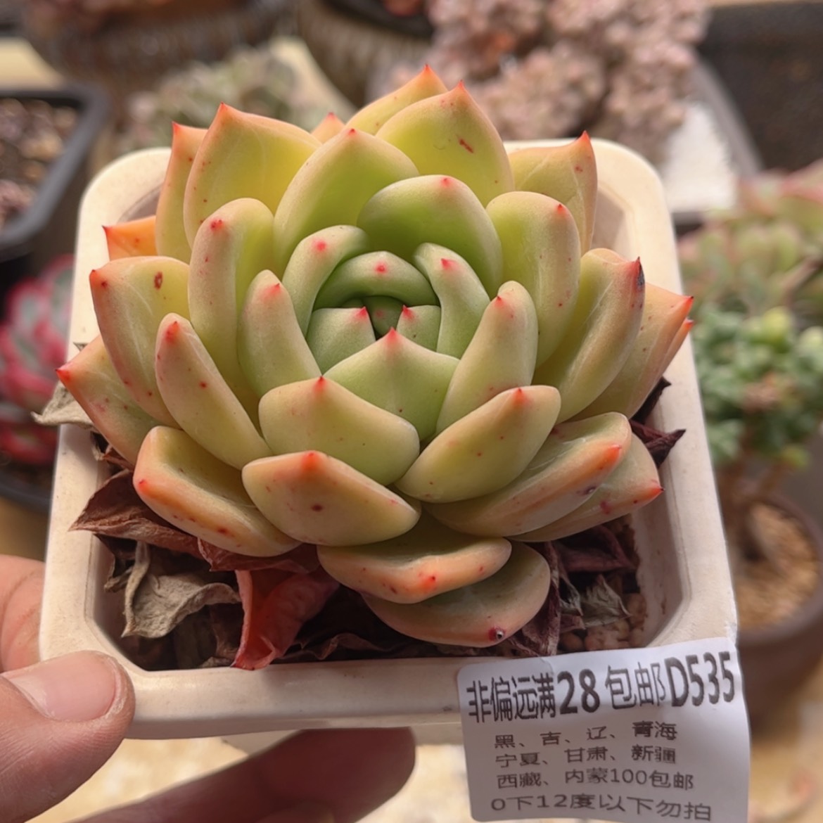 【闪购商品】535香槟