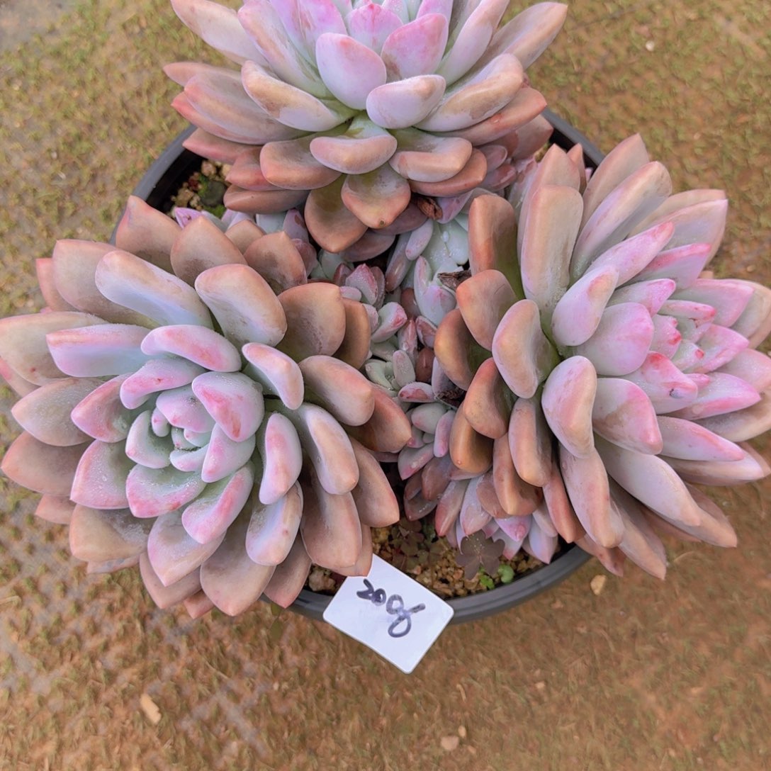 2006奥普多肉植物提取精华