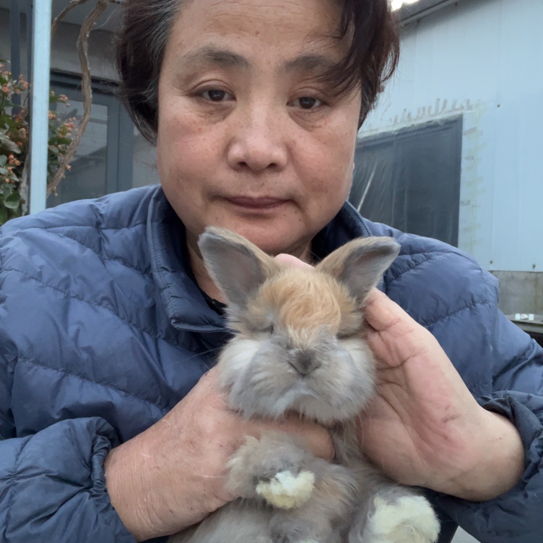 宠物兔英系安哥拉兔