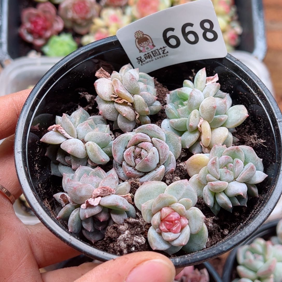 多肉植物多肉植物
