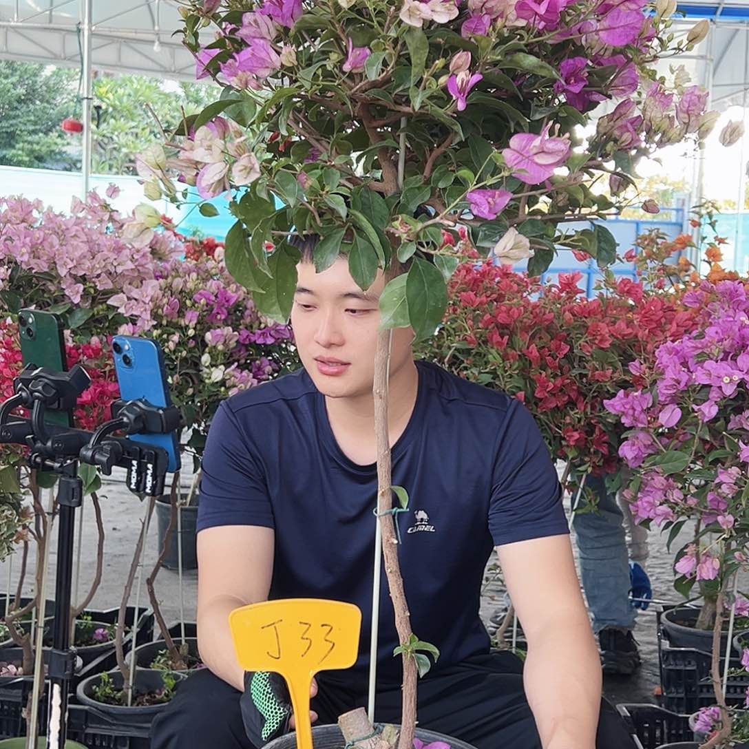 蛋***挞大部分花苞少量开放J33雪紫