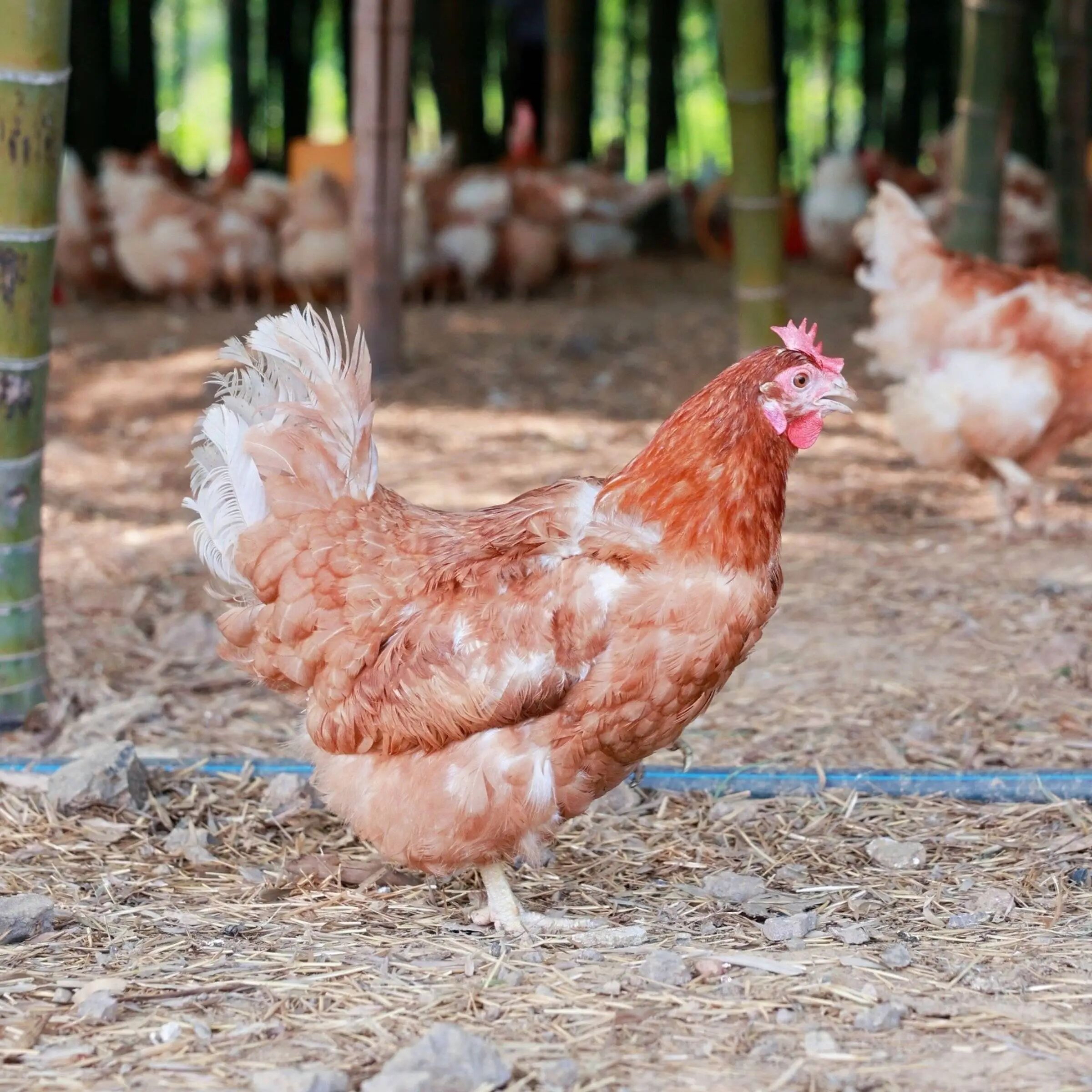 农家散养土鸡土鸡蛋