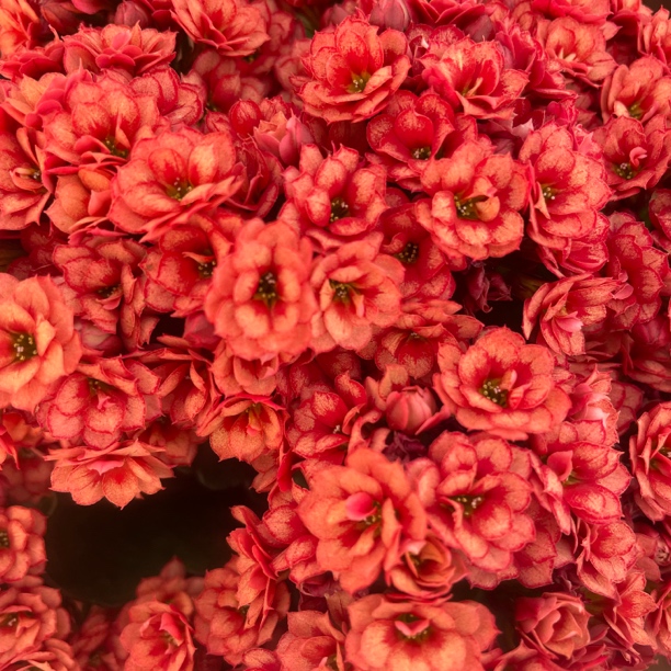 长寿花园～【赤瑶】新品 稀有品种 110盆长寿花