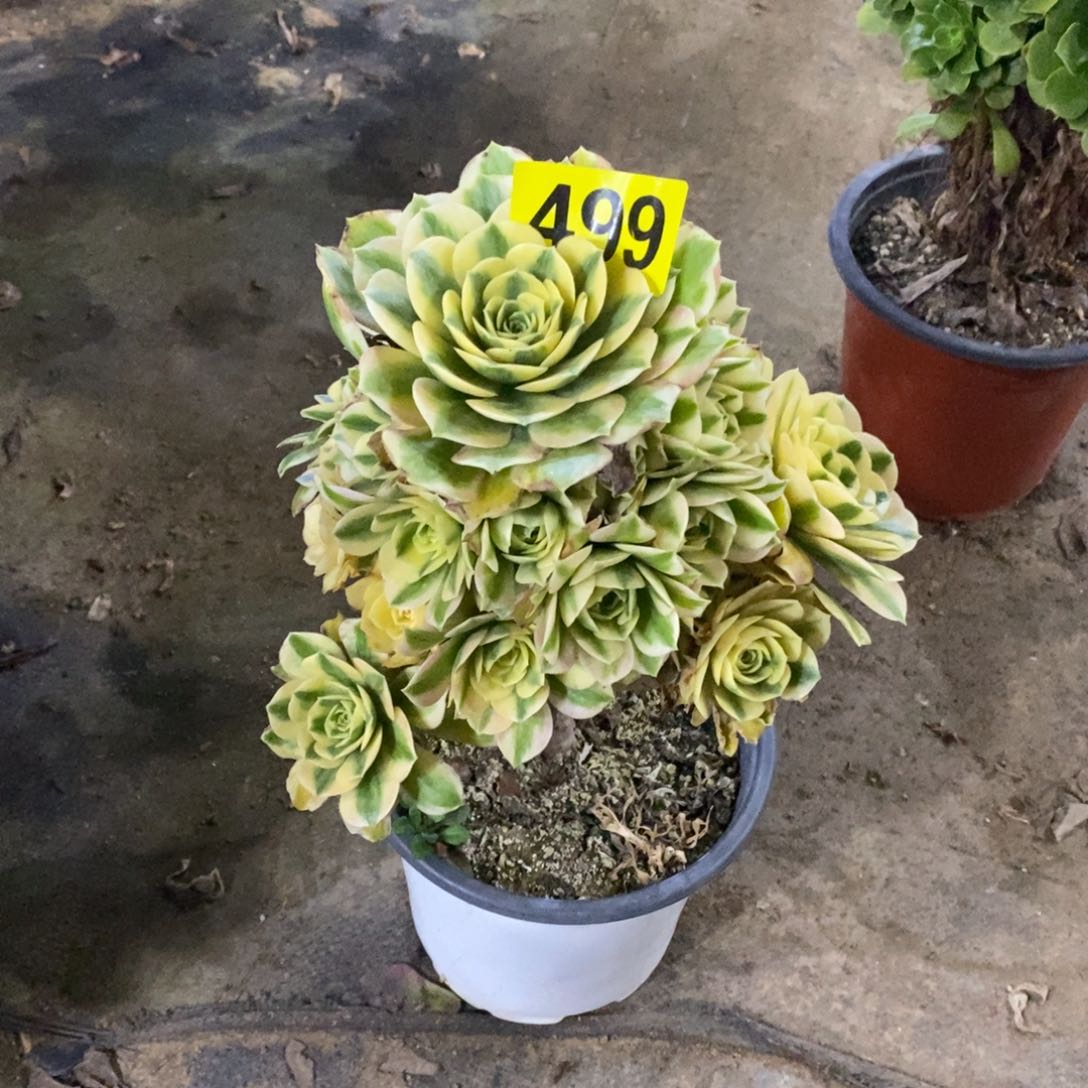 迈巴赫多肉法师499