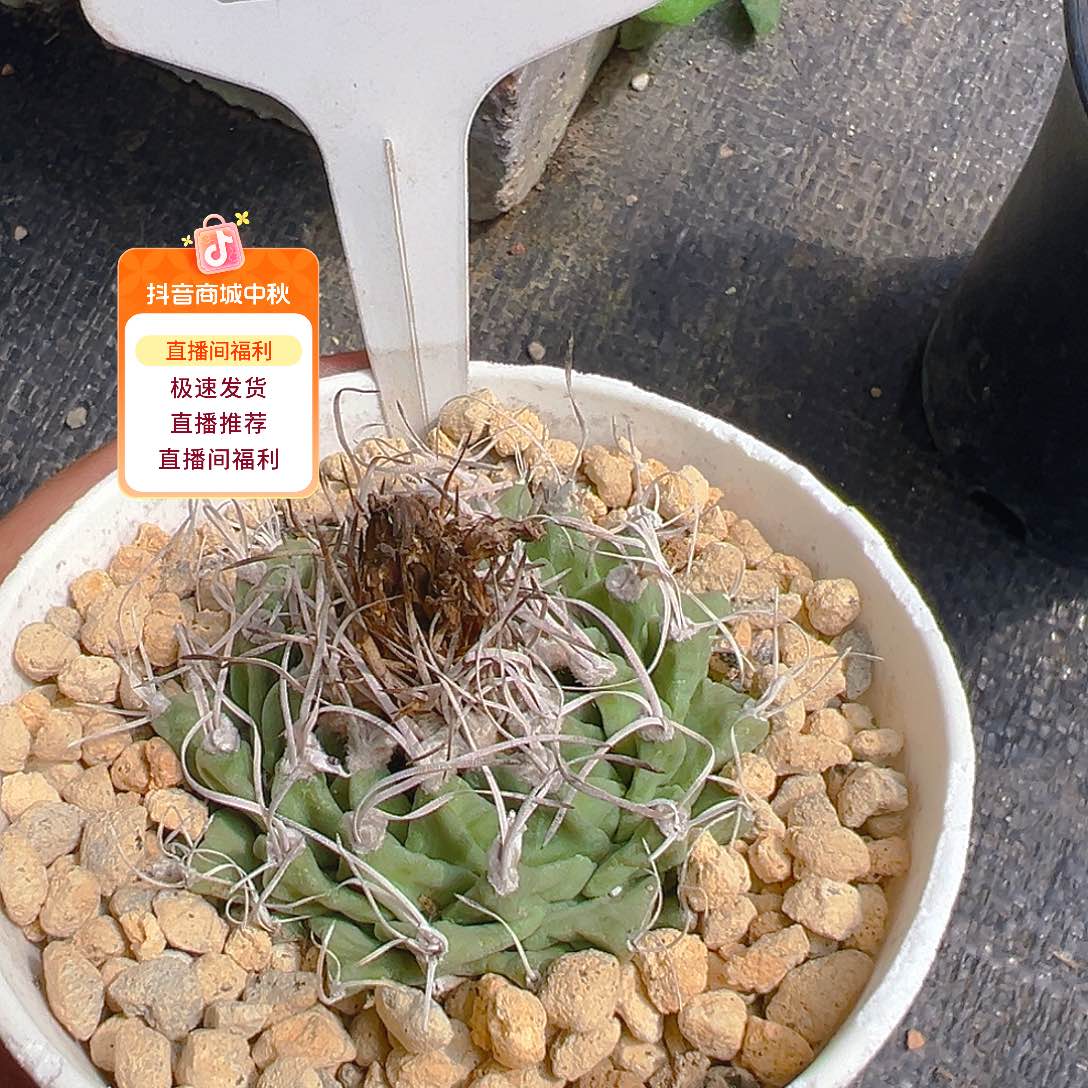 7031欧输赤花娇丽裸根发货