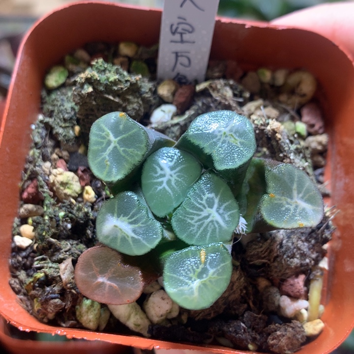 天空万象一物一拍