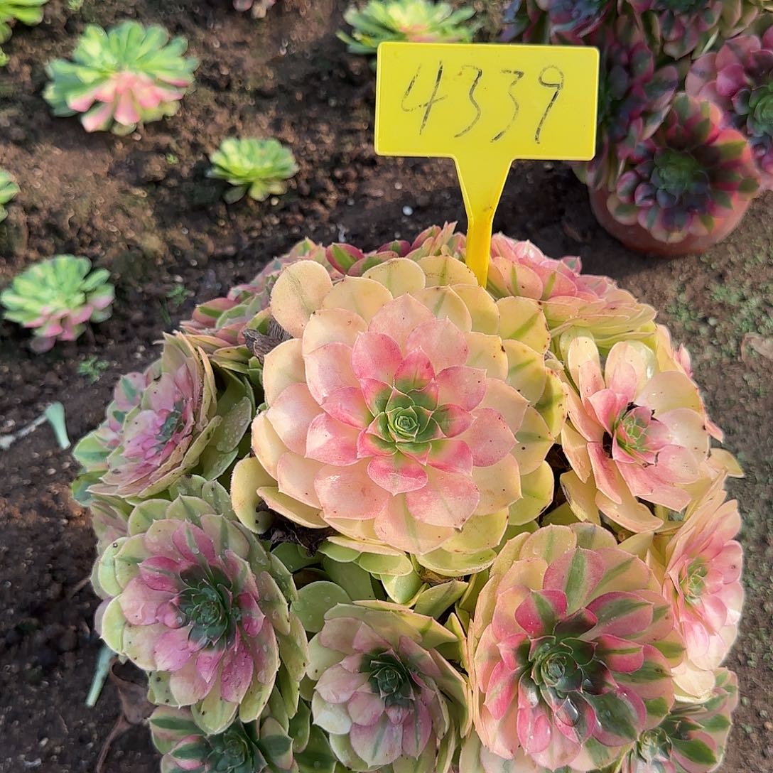 4339-++雨荷多头多肉