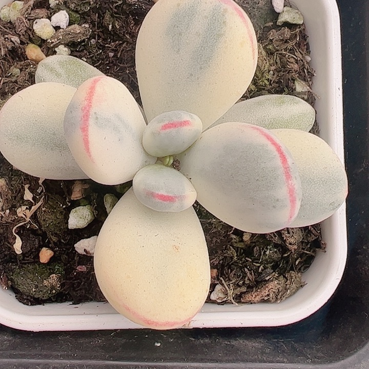 多肉植物多肉植物