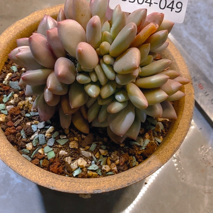 夏悦多肉0304-49桃花源缀