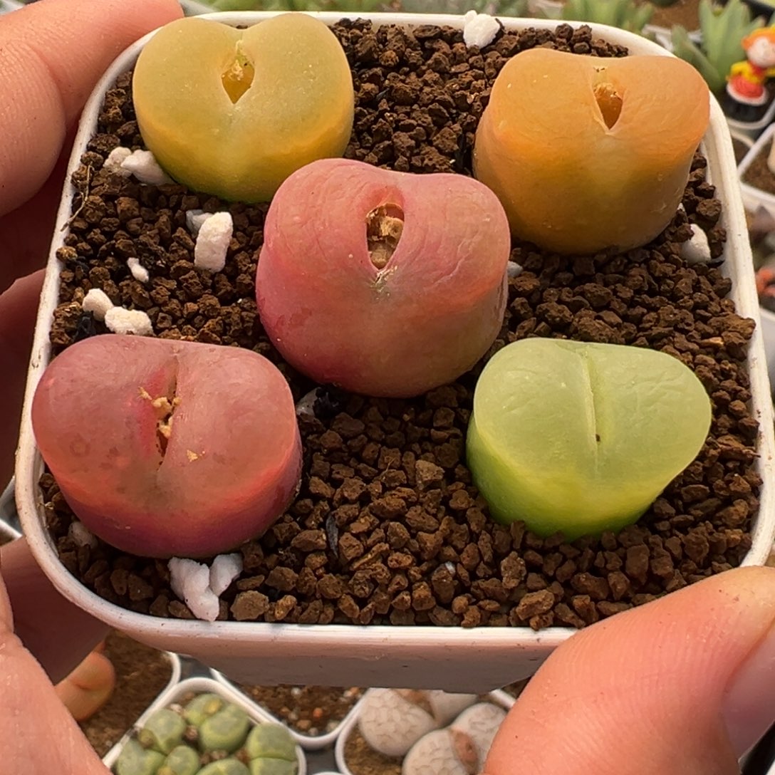 怼***了752多肉植物种类多样