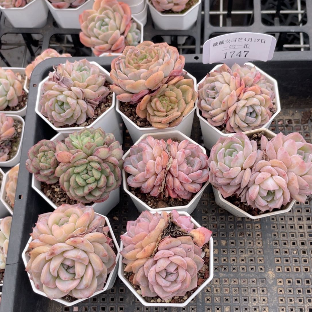 薇薇安园艺多肉1747