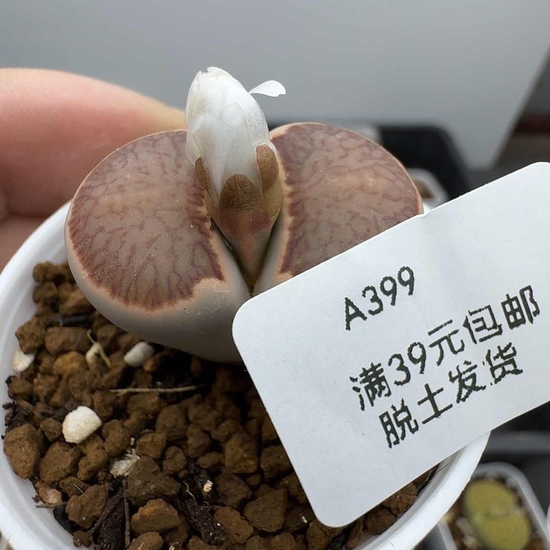 399多肉3.1厘米哈哈哈哈哈哈