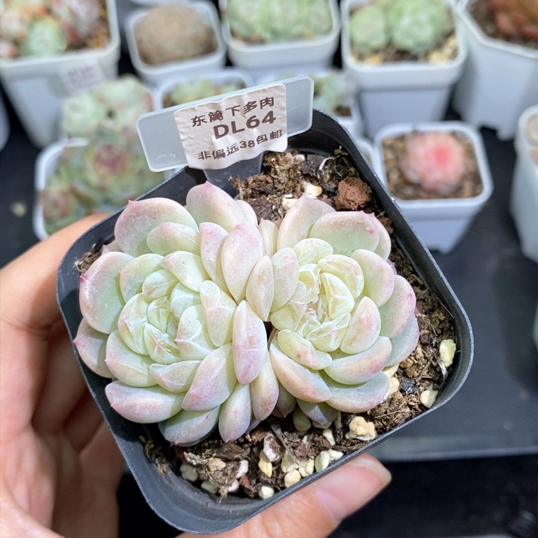 64东篱下多肉植物盆栽