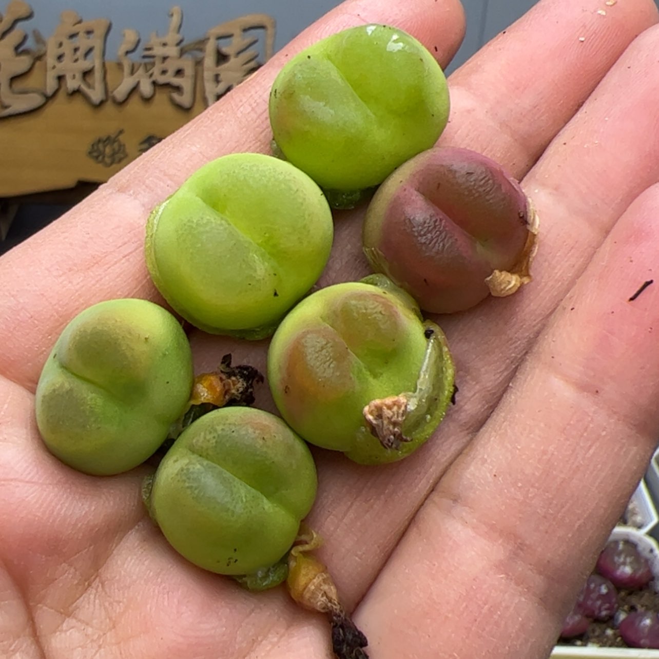 【闪购商品】000000008