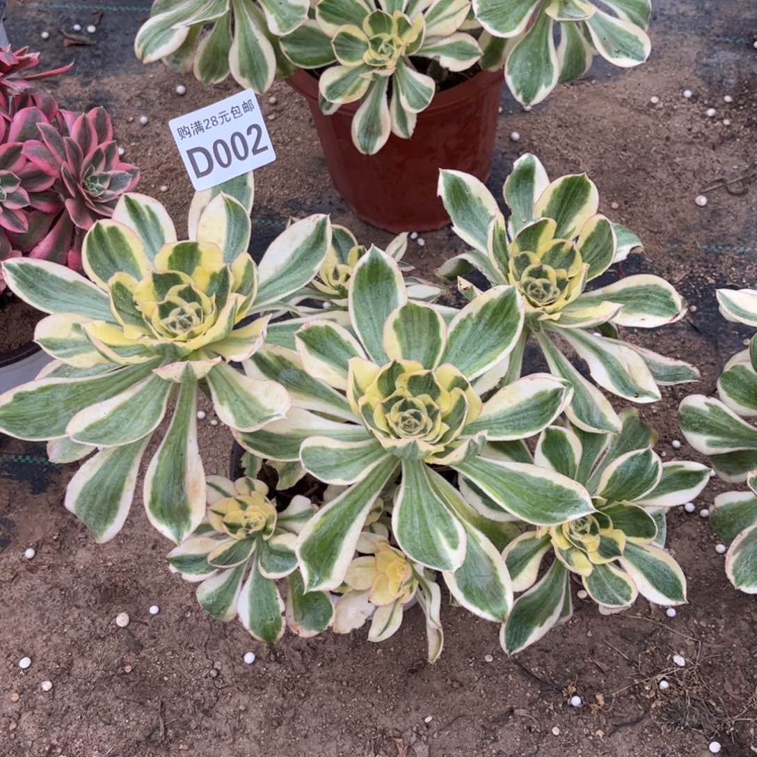 002多肉植物艳姿锦