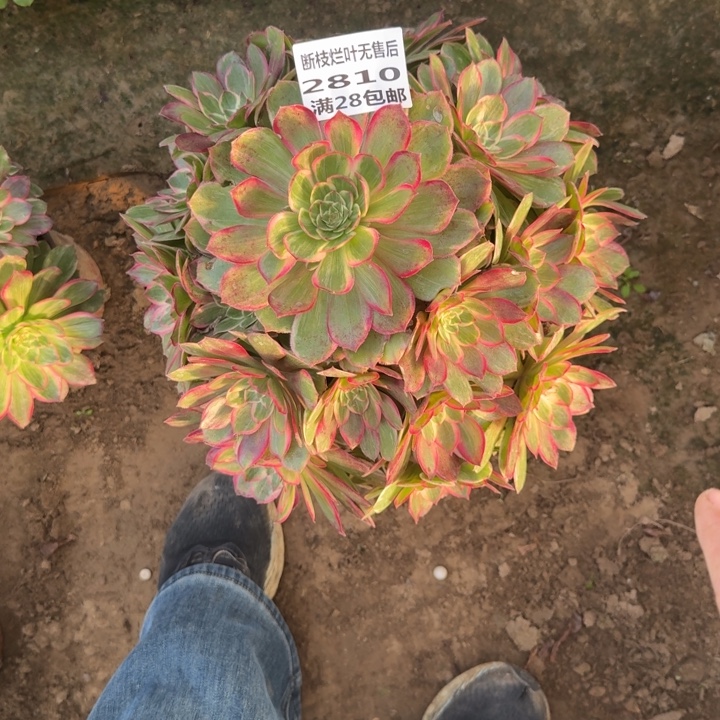 2810二号棚大莲花座A