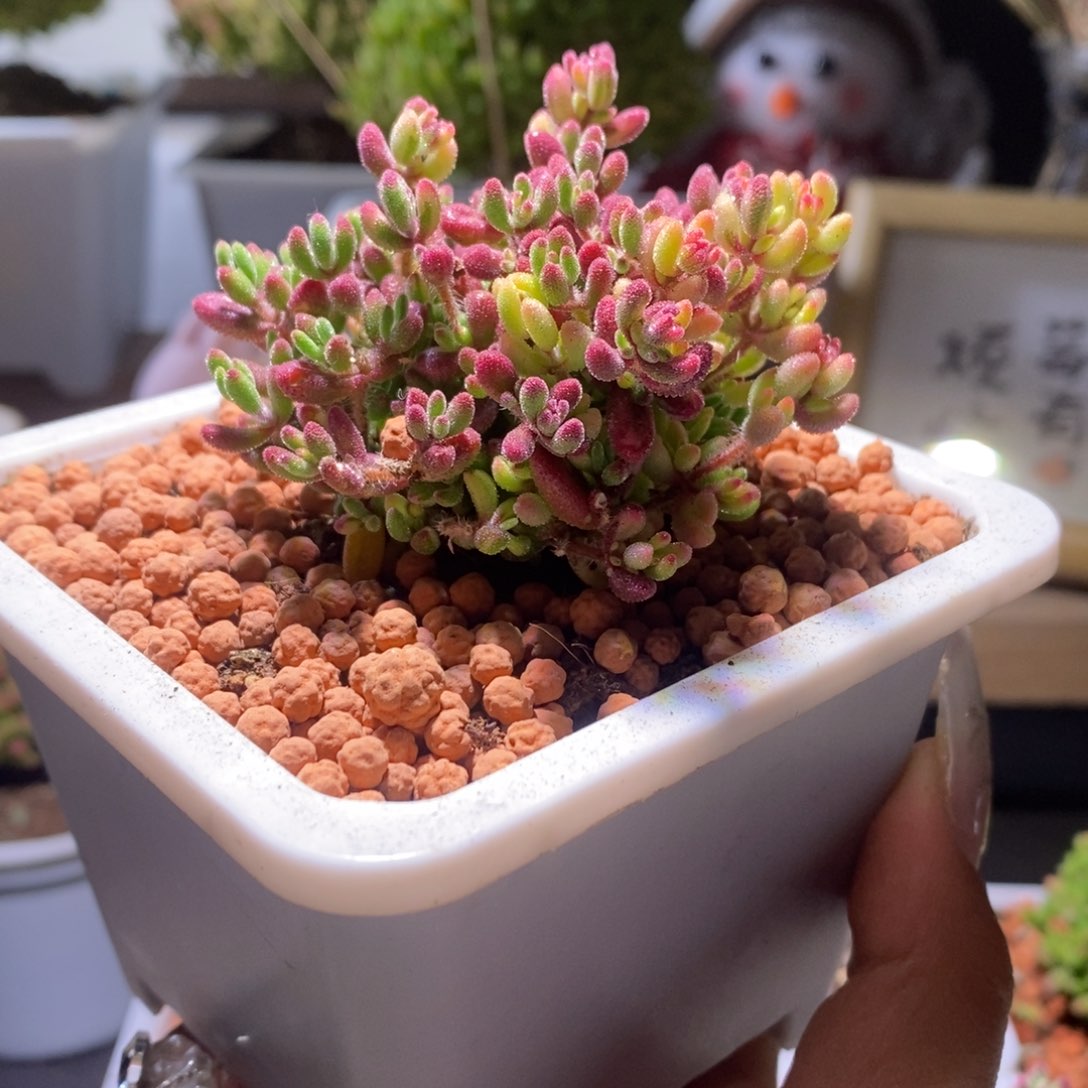 红宝石阴阳锦带盆土发货一物一拍