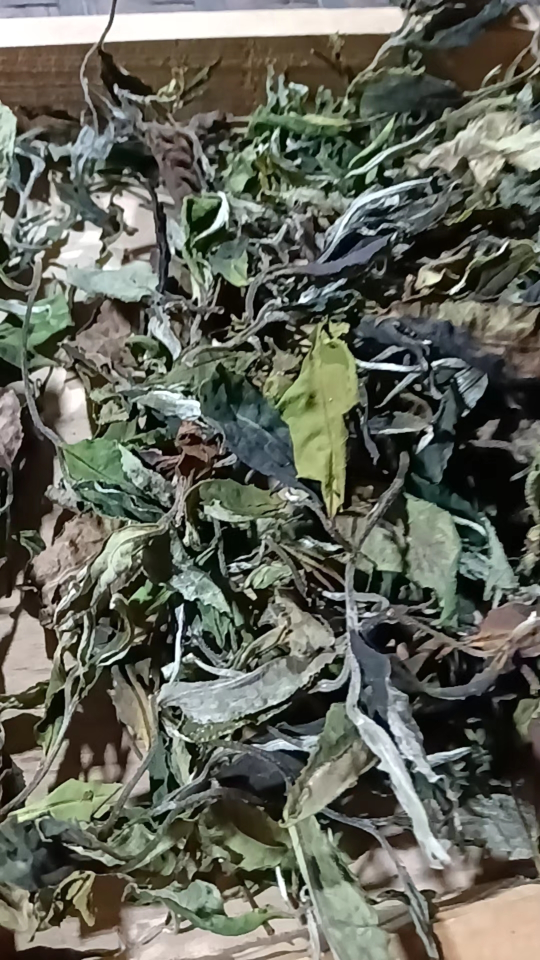 25年黄草林古树白茶（头春头采）