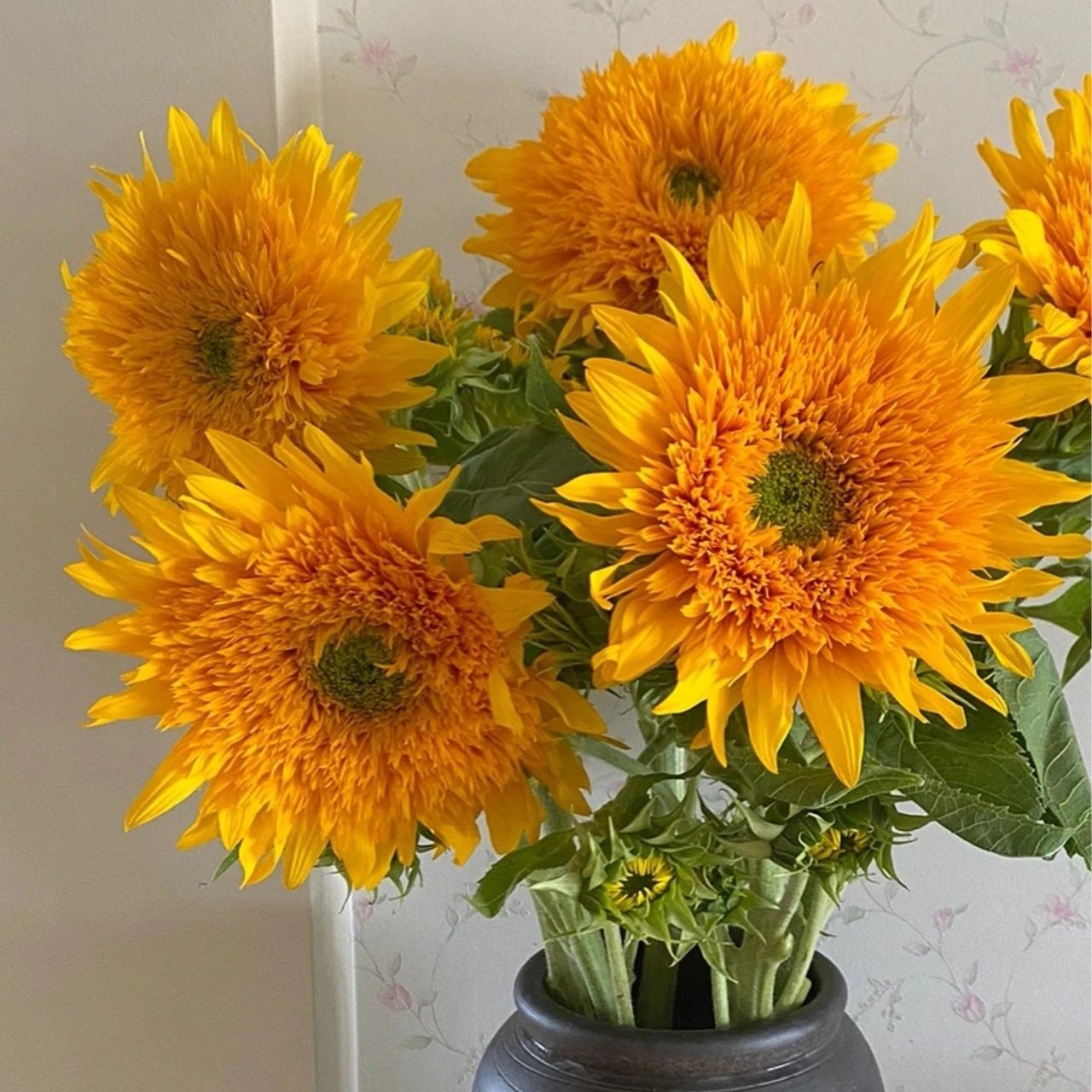 【花一专属】泰迪向日葵 · 多头泰迪梵高油画鲜花毛茸可爱 云南直发