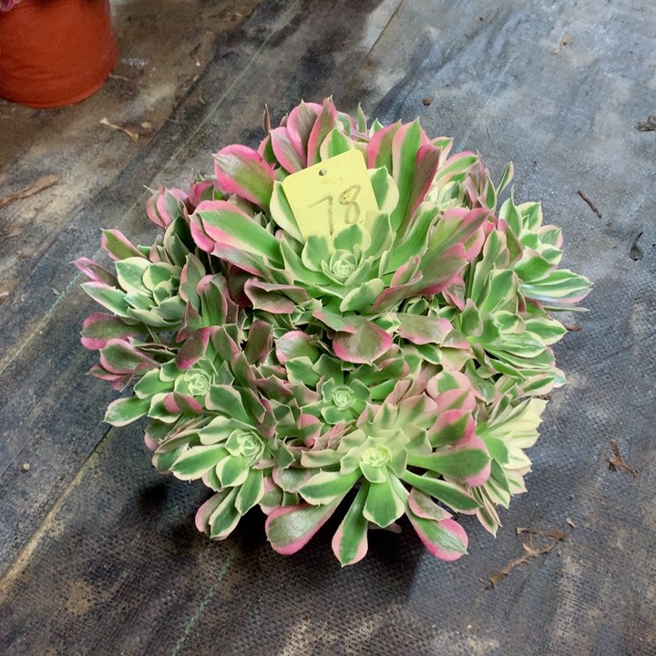 78白凤多肉111111