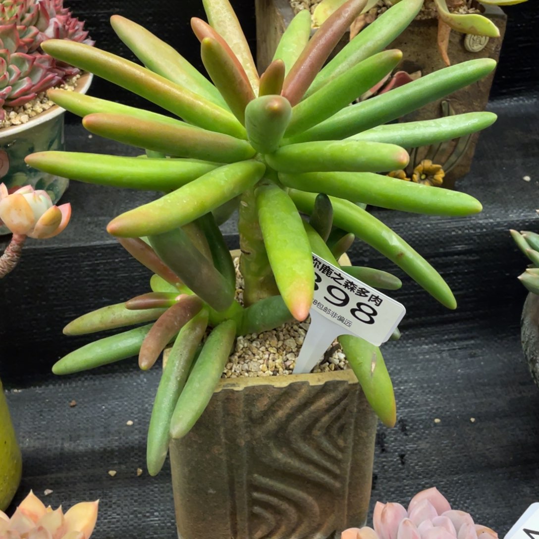 弥鹿之森一物一拍