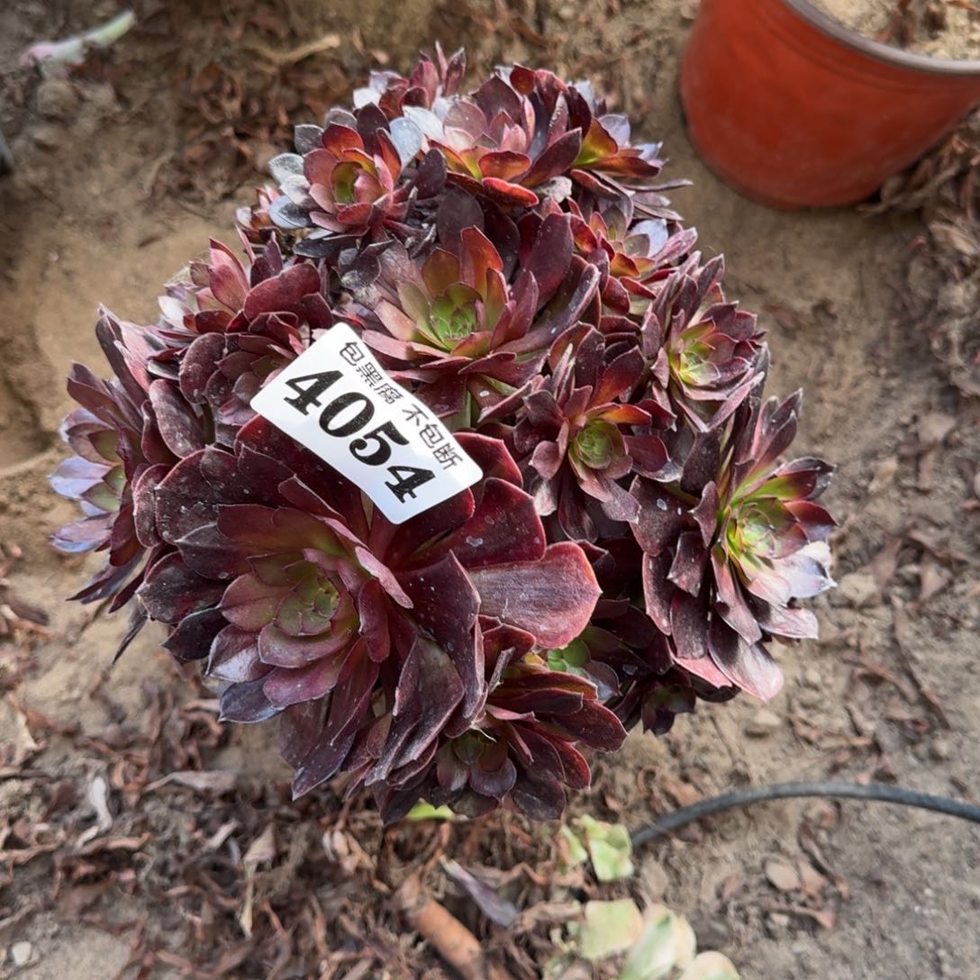 法师万七彩4054 18-47