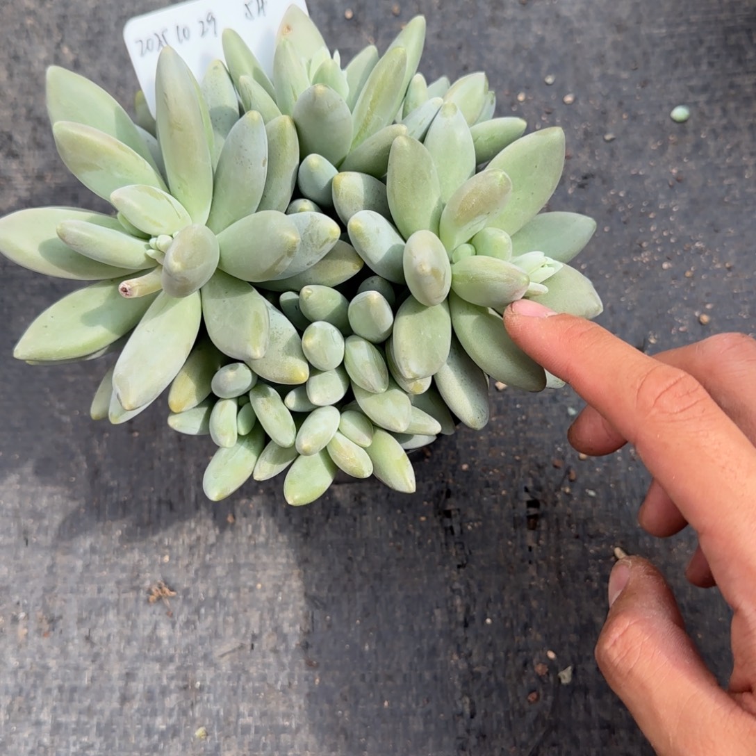 一物一拍白兰地54