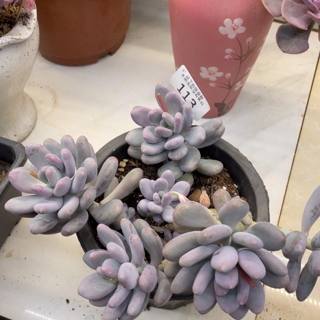 黑大帅多肉113桃美人