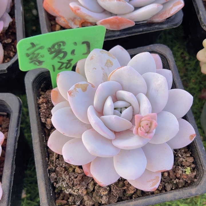 健健康康平平安安