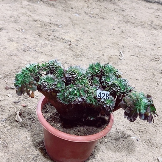 428万圣节缀老桩