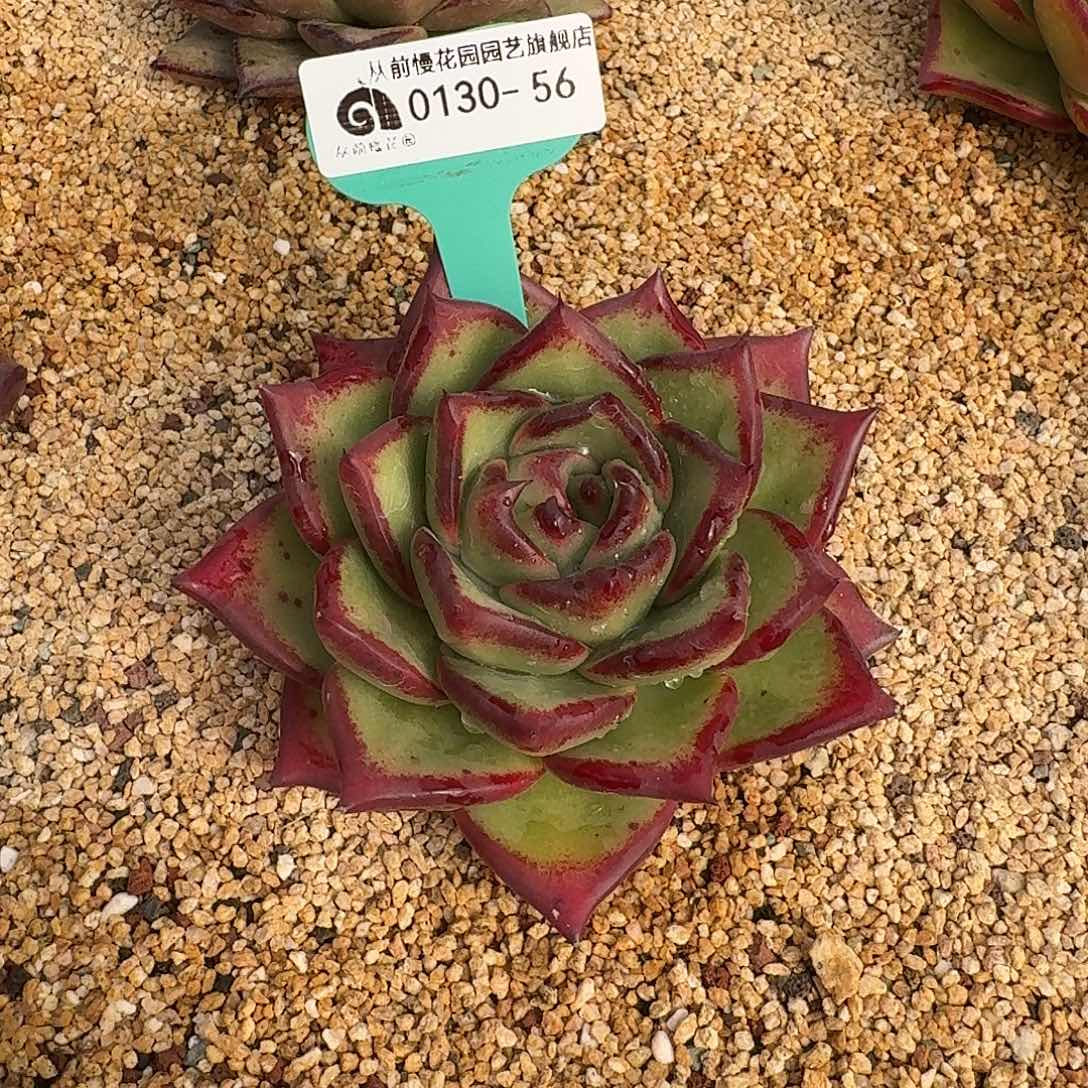 从前慢花园多肉0130-56