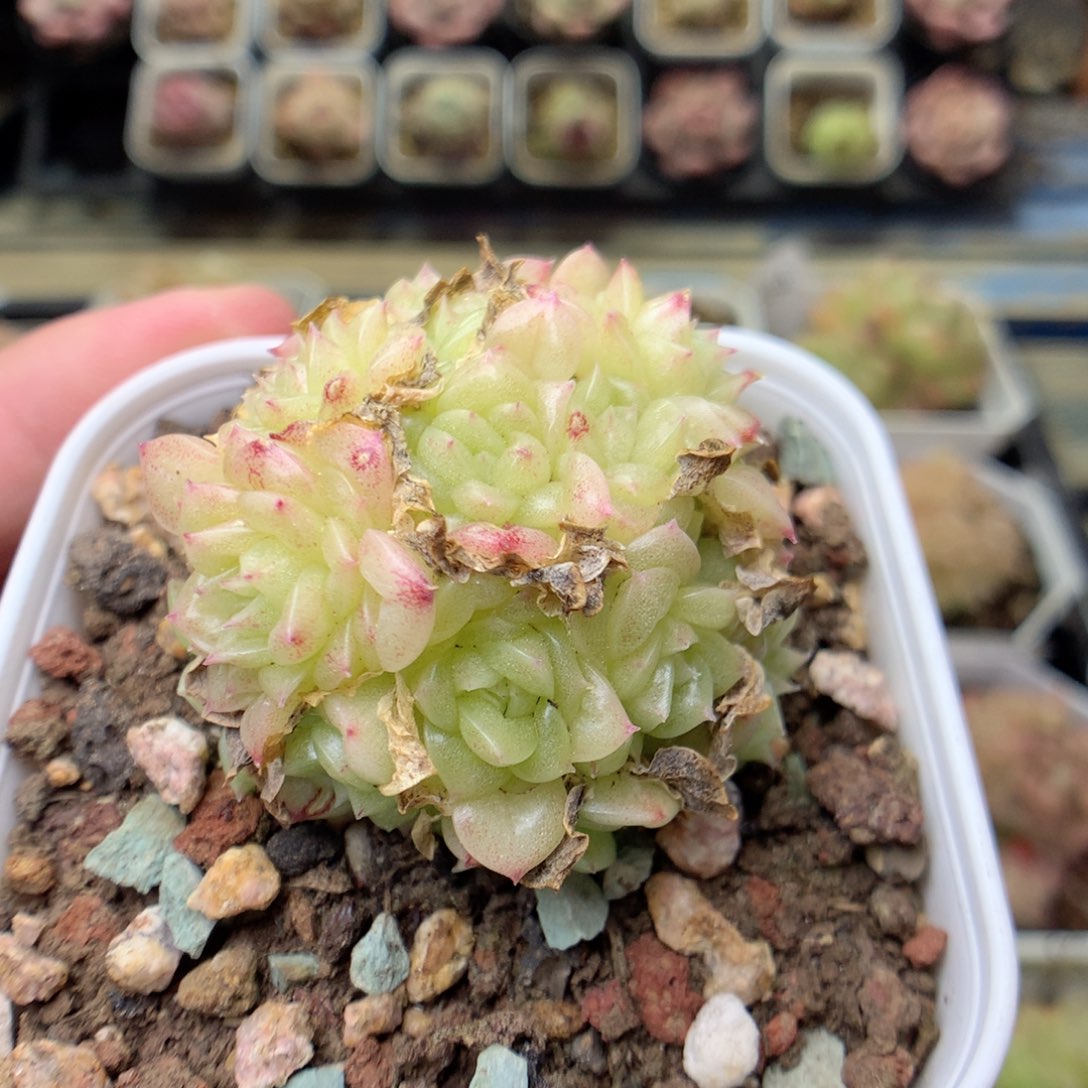 E97 ，20包邮两天凑单偏远不发货