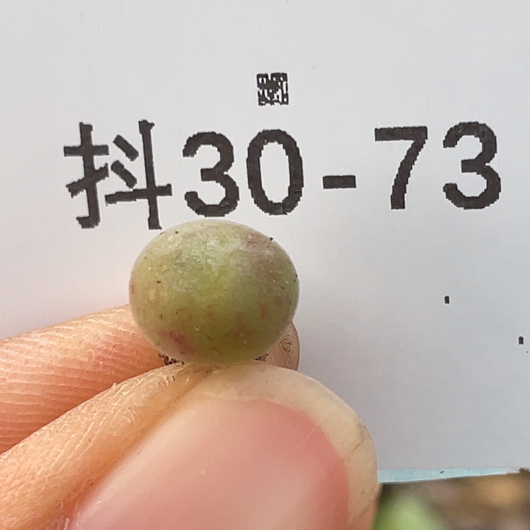 30-73空蝉多肉植物