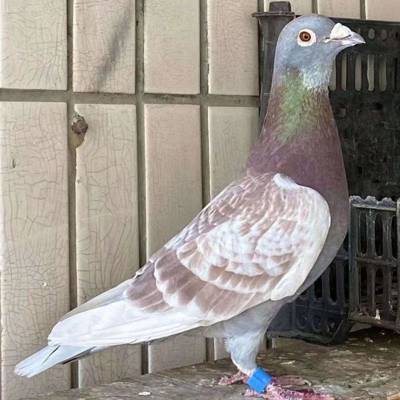 贵州山区实战信鸽